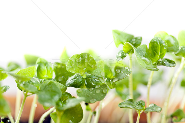 Basil seedlings Stock photo © grafvision