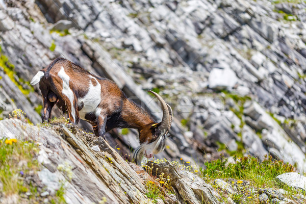 Alps goat Stock photo © grafvision