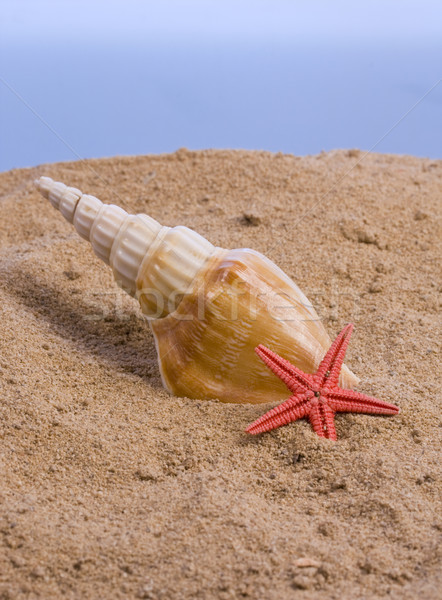 Stockfoto: Zeester · schelpen · zand · strand · natuur