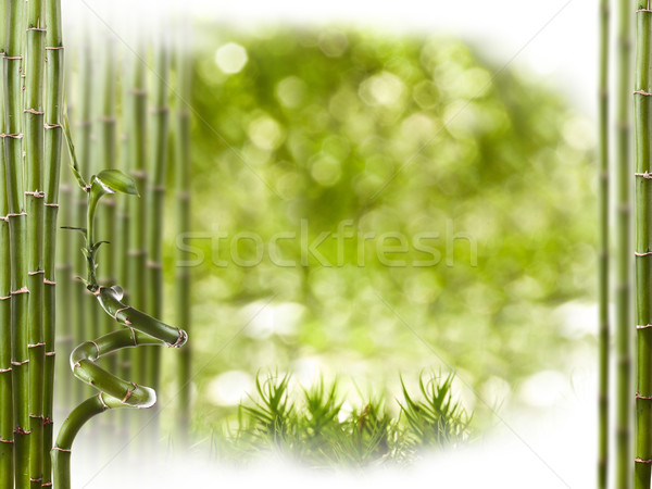 Bambusz keret gyönyörű stúdiófelvétel levél háttér Stock fotó © grafvision
