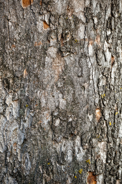 Tree crust Stock photo © grafvision