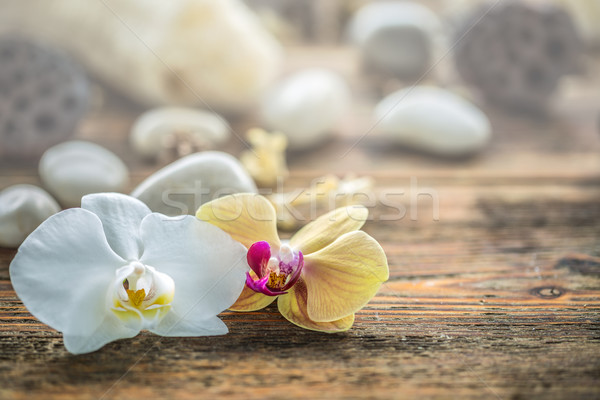 蘭花 盛開 復古 木 花 背景 商業照片 © grafvision