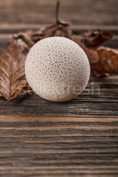 Common puffball Stock photo © grafvision