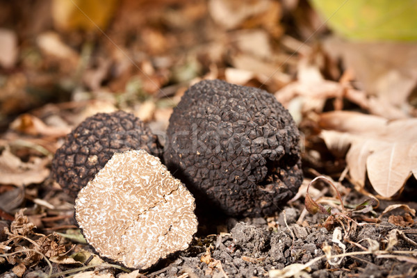 Black truffles  Stock photo © grafvision