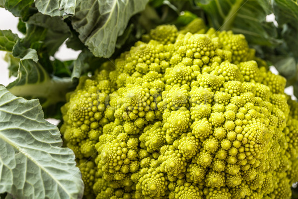 Romanesco broccoli Stock photo © grafvision