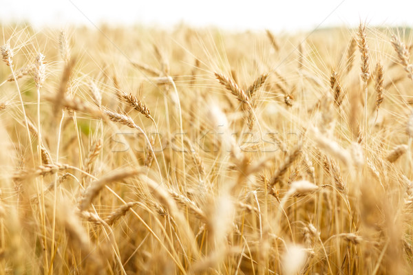 麦畑 耳 自然 夏 農業 穀物 ストックフォト © grafvision