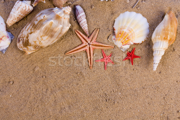 Foto stock: Starfish · conchas · areia · praia · natureza