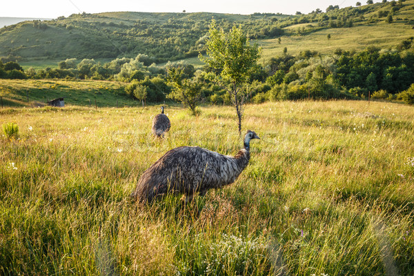 Wild emu carefully watching Stock photo © grafvision