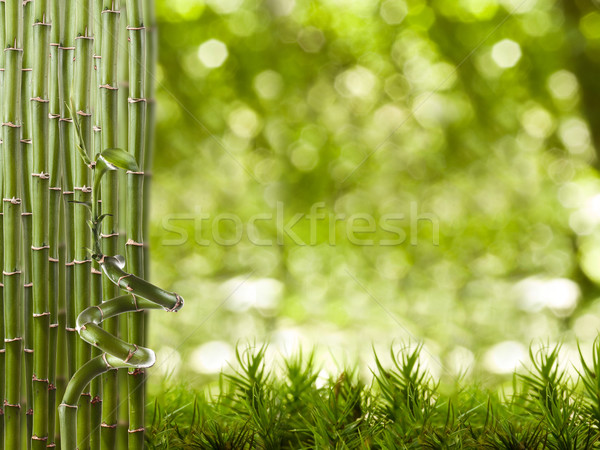 Bambusz keret gyönyörű stúdiófelvétel levél háttér Stock fotó © grafvision