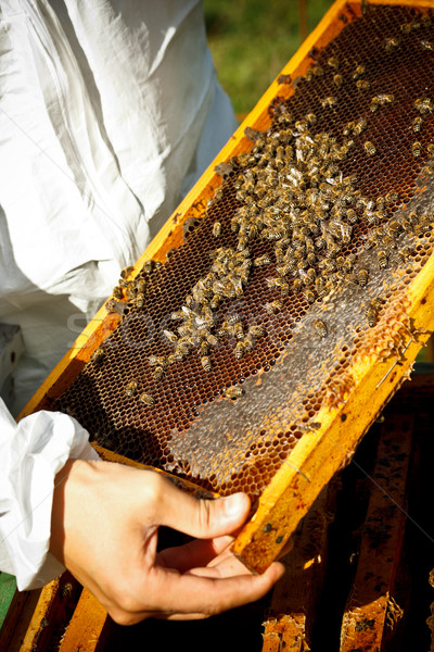 Bijenkorf frame bee dier land angst Stockfoto © grafvision