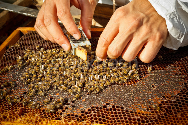 Nowego królowej Pszczoła wprowadzenie klatki Zdjęcia stock © grafvision