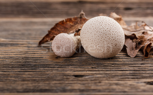 Common puffball Stock photo © grafvision