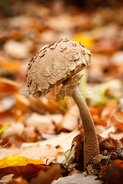 Guarda-sol cogumelo floresta grama cor planta Foto stock © grafvision