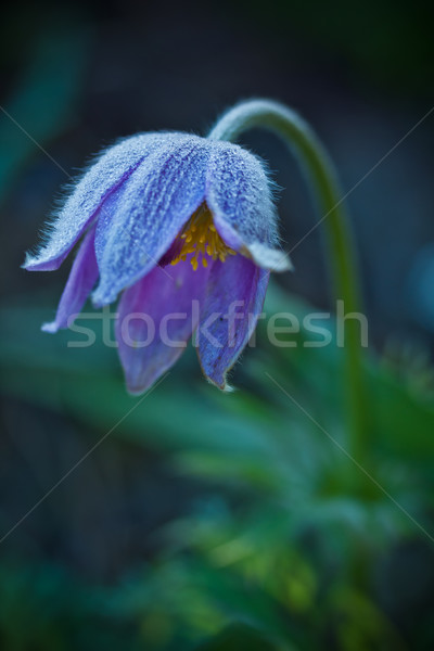 Fiore blu selvatico esterna shot primavera natura Foto d'archivio © grafvision