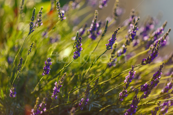 Campo de lavanda luz solar lavanda flor sol Foto stock © grafvision