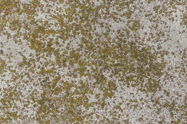 Alten Wand Moos Textur abstrakten Natur Stock foto © grafvision