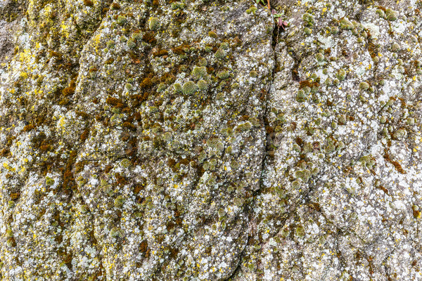 Verde musgo edad pared textura diseno Foto stock © grafvision