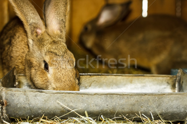 Stock photo: Brown dwarf rabbit