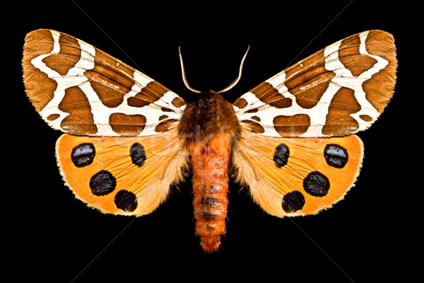 Butterfly, Arctia Caja Stock photo © grafvision