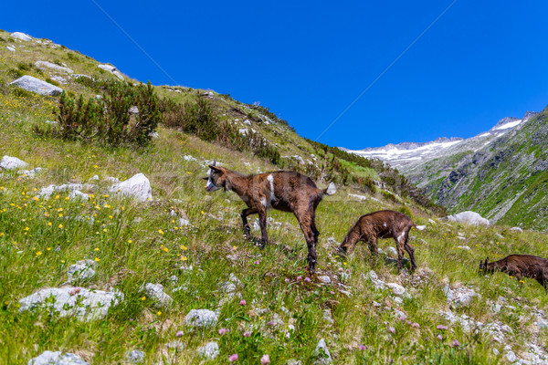 коза пастбище лет трава пейзаж сельского хозяйства Сток-фото © grafvision
