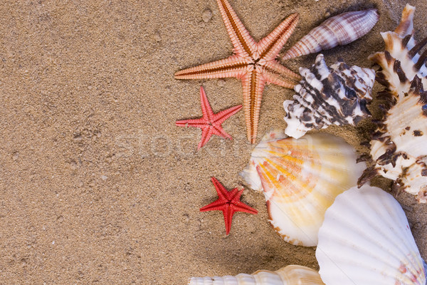 starfish, seashells Stock photo © grafvision