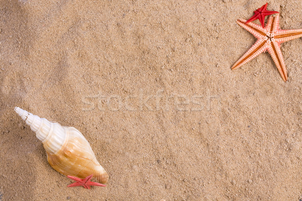 starfish, seashells Stock photo © grafvision