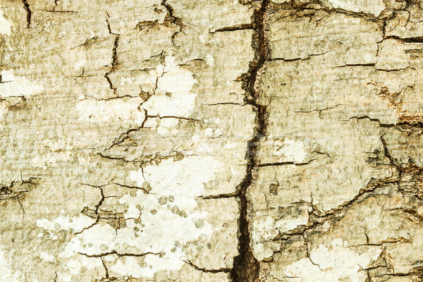 Tekstury brzozowy kory biały papieru drzewo Zdjęcia stock © grafvision