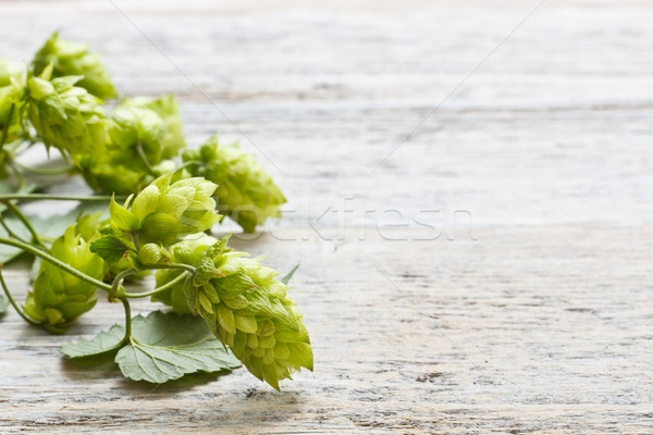 Stock photo: Green plant hops