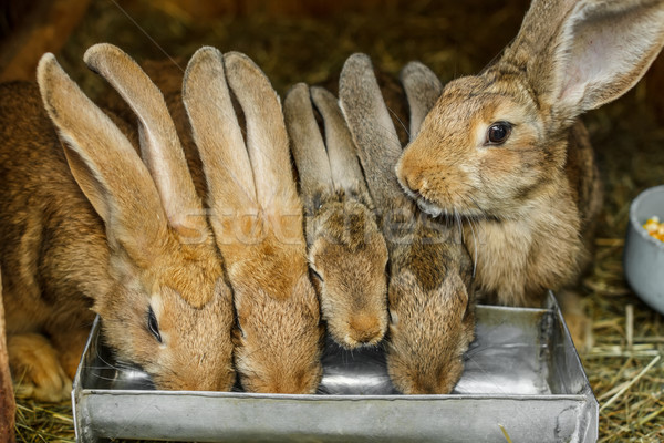 Iepuri Fotografii De Stoc Imagini De Stoc Si Vectori Pagina 6 Stockfresh