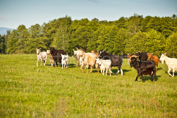 Kudde geiten velden zomer vrijheid witte Stockfoto © grafvision