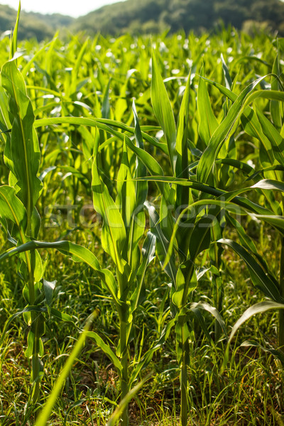Green maize field  Stock photo © grafvision