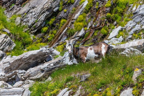 Foto stock: Cabra · alpino · habitat · montanha · ambiente · animais · selvagens