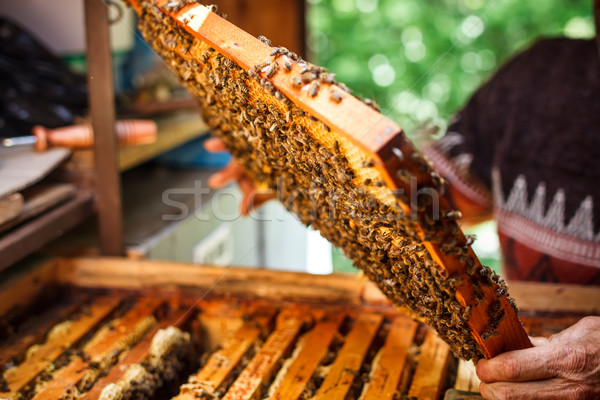 Foto stock: Quadro · favo · de · mel · natureza · fazenda · país