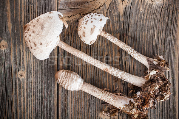 Foto stock: Guarda-sol · cogumelo · velho