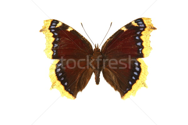 butterfly Stock photo © grafvision