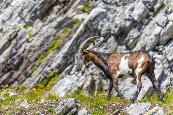 Goat Stock photo © grafvision