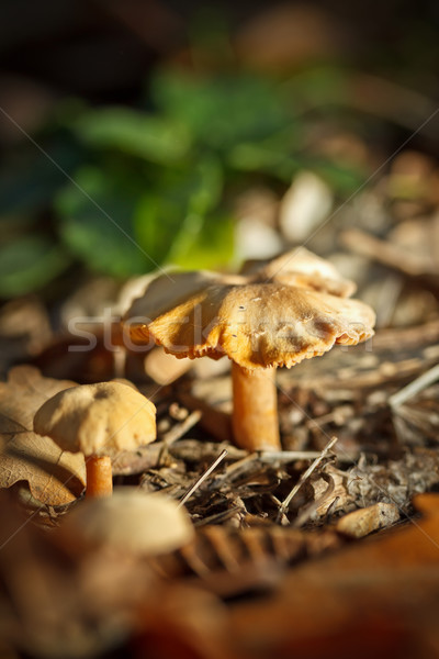 Mushrooms Stock photo © grafvision