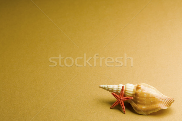 seashell Stock photo © grafvision