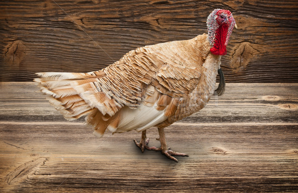 Turkey bird Stock photo © grafvision