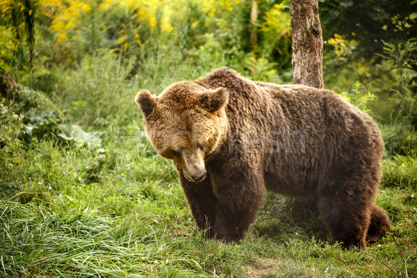 Selvatico grande orso bruno estate foresta erba Foto d'archivio © grafvision