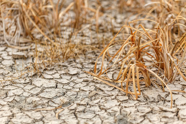 Crapat pământ mort plante natură deşert Imagine de stoc © grafvision