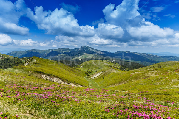 Rhododendron myrtifolium blooming Stock photo © grafvision