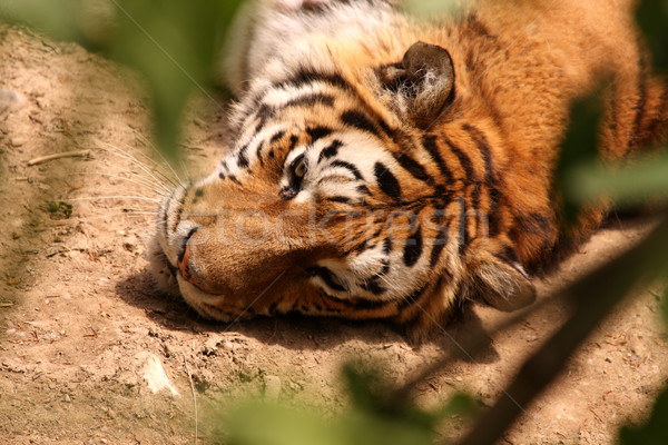 Tiger Stock photo © grafvision