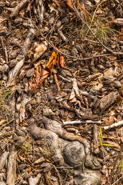 Száraz levelek erdő föld textúra fa Stock fotó © grafvision