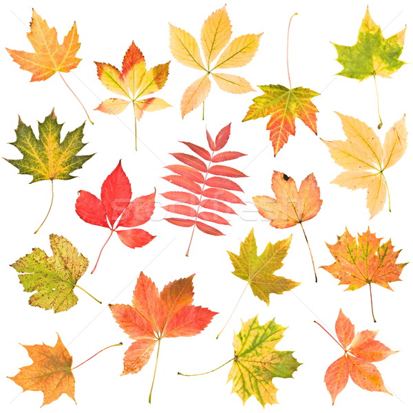 Stock fotó: őszi · levelek · gyűjtemény · gyönyörű · színes · izolált · fehér