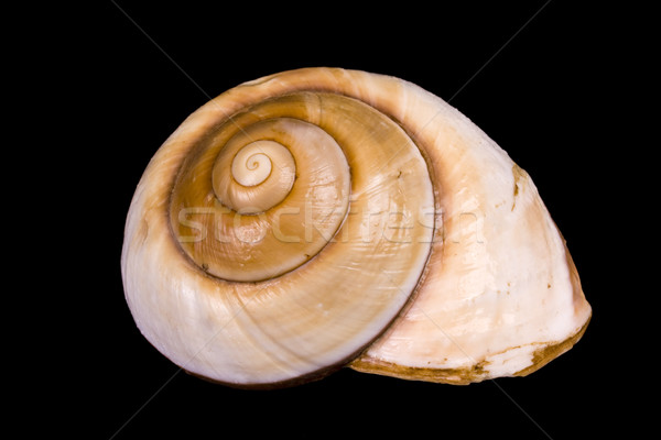seashell Stock photo © grafvision