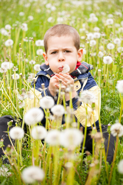 Nino diente de león preescolar naturaleza flor Foto stock © grafvision