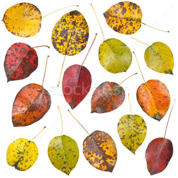 Blätter Set isoliert weiß Natur Blatt Stock foto © grafvision