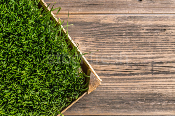 Grünen Weizen Gras top Ansicht Hintergrund Stock foto © grafvision