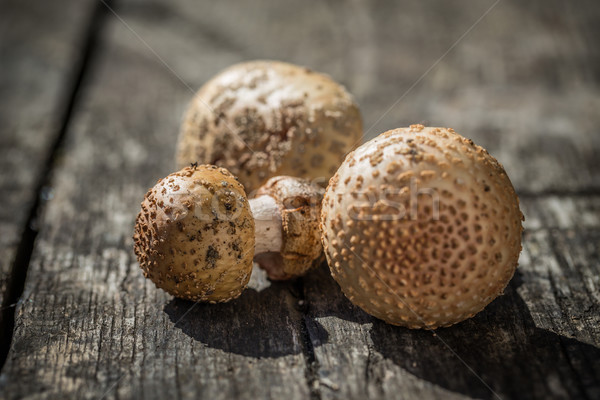 Champignon oproep voedsel najaar eten paraplu Stockfoto © grafvision